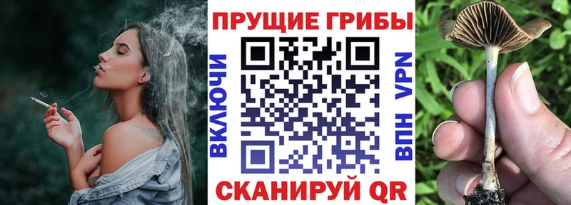 Галлюциногенные грибы GOLDEN TEACHER  блэк спрут ссылки  Судогда 
